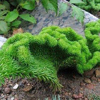 Очиток Кристатум, Sedum reflexum Cristatum