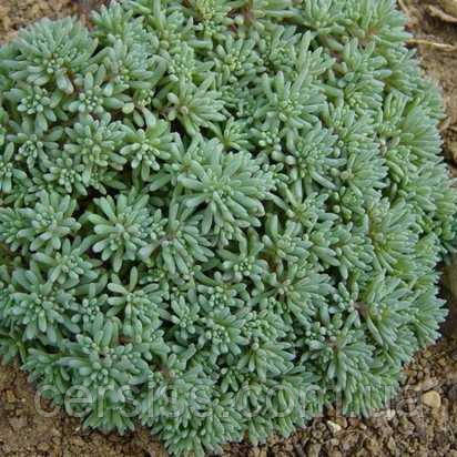 Очиток Блю Карпет, Sedum hispanicum Blue Carpet, фото 1