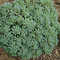 Очиток Блю Карпет, Sedum hispanicum Blue Carpet