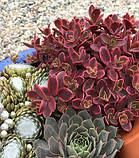 Очиток "SunSparkler 'Wildfire", фото 3