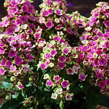 Флокс "Aureole", фото 3