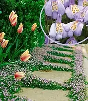 Мазус "Purple"
