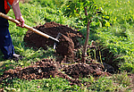 Все про посадку дерев: коли і як висаджувати фруктовий сад
