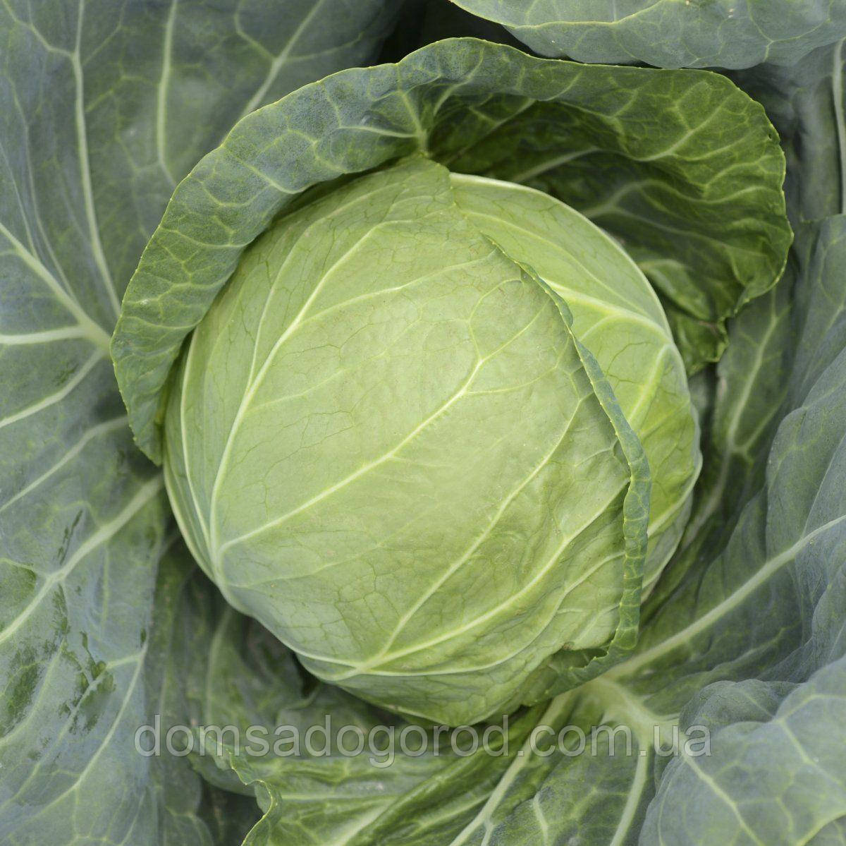 Капуста білокачана Аліна F1 NongWoo Bio 2500 шт.
