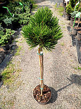 Сосна гельдрейха Шмідті на штамбі / h 75-85 / Pinus Smidtii