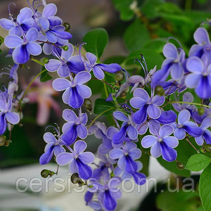 Клеродендрум Угандійський вкорінений живець в горщику Clerodendrum ugandense