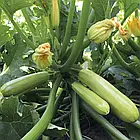 Кабачок Аделія Enza Zaden/Нідерланди 5 шт, фото 2