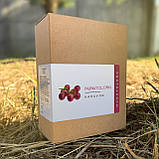 Munutolong (Мунутолонг) капсули для підтримки імунної системи, фото 2