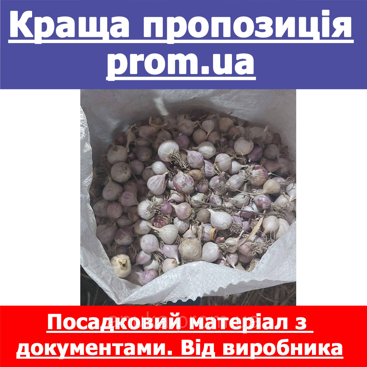 Часник однозубка від 12-22 мм. перша репродукція. Сорт Дюшес, Ірен, Любаша