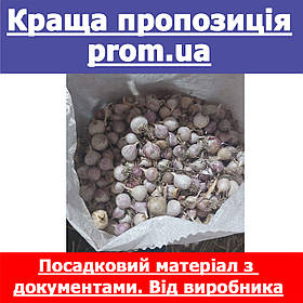 Часник однозубка від 12-22 мм. перша репродукція. Сорт Дюшес, Ірен, Любаша