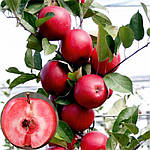 Яблуня червоном’яса “Сирена”  (дворічний), фото 2