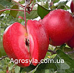 Яблуня червоном’яса “Ред Кетті” (однорічний), фото 2