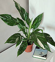 Спатифіллум Даймонд арома варієгатний (Spathiphyllum Diamond Variegata aroma)