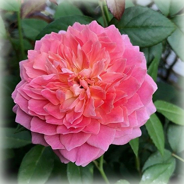 Троянда шраб японська Роб а ля Франсез / Французьке плаття (Robe a la francaise), фото 1