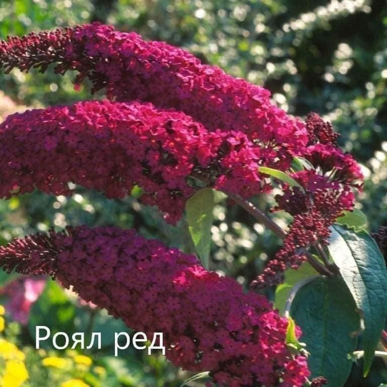 Будлея Давида "Royal Red"