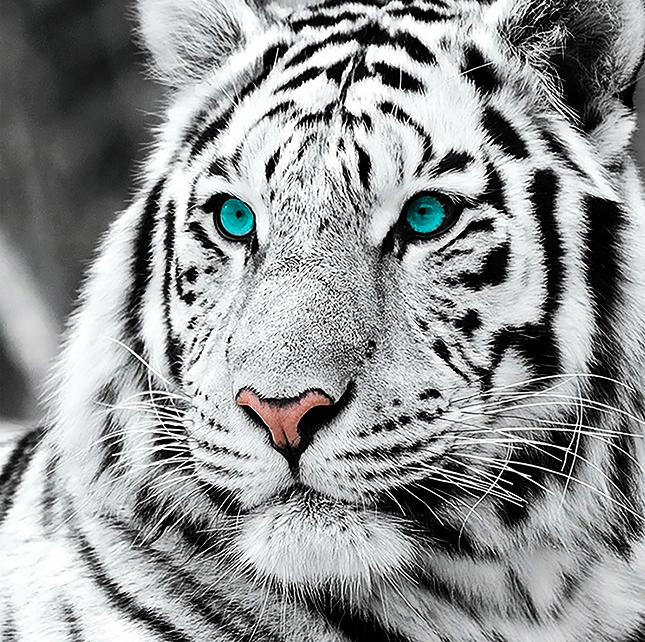 Алмазна вишивка. Набір малювання камінням "Білий тигр" 30*30 см, повна викладка, 33 кольору