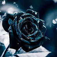 Алмазная вышивка. Набор для алмазной вышивки "Черная роза" 50*50 см, полная выкладка, 20 цветов