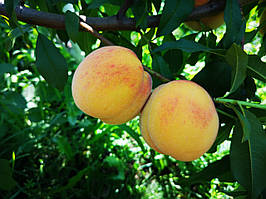 Саджанці персика Київський ранній