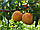 Саджанці персика Київський ранній, фото 4