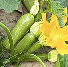 Кабачок Ардендо F1 Enza Zaden/Нідерланди 5 шт, фото 2