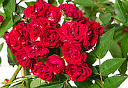 Роза Perennial Red Domino, фото 3