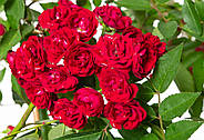 Роза Perennial Red Domino, фото 2