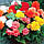 Насіння Квіти Бегонія Великоквіткова (суміш) [10шт] (Насіння України), фото 2