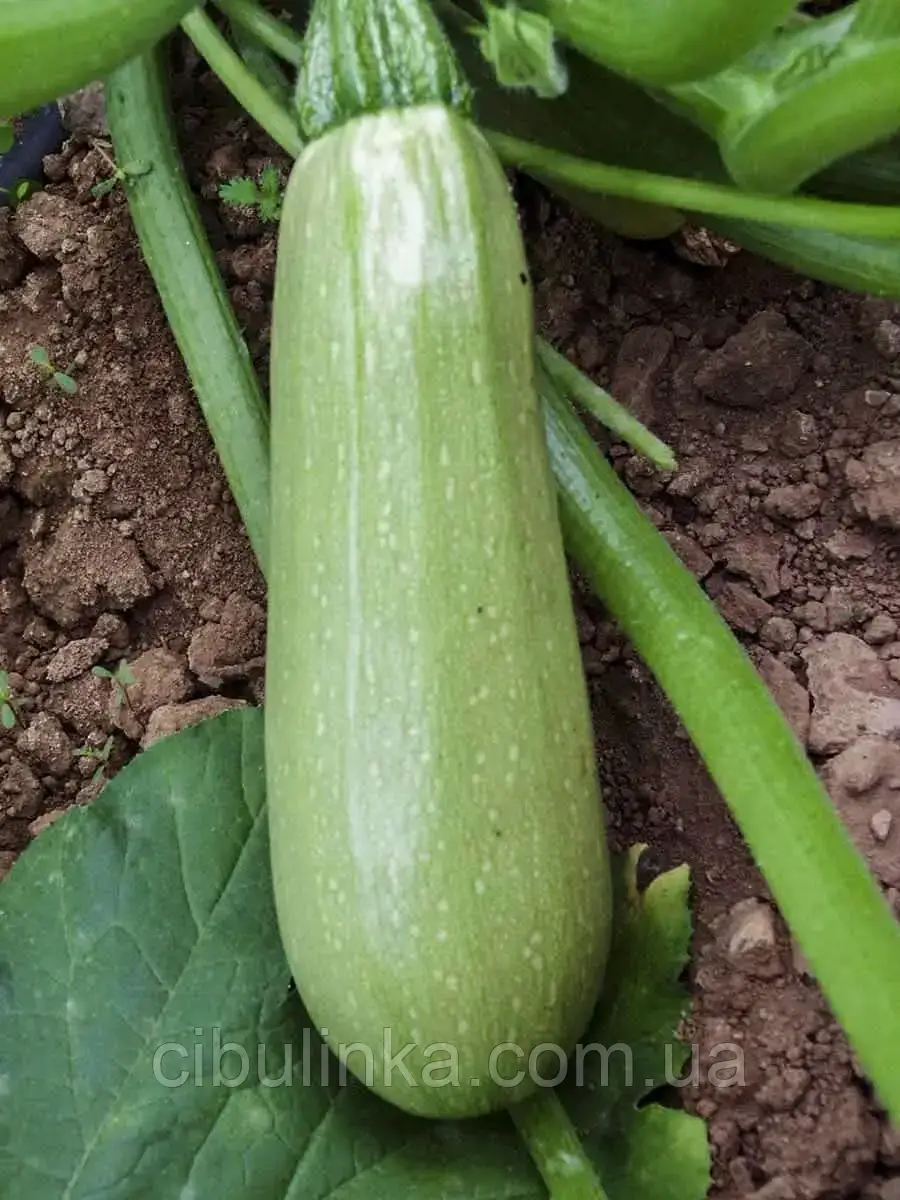 Насіння кабачок Мостра F1 (Clause, Франція, 5 шт.), фото 1