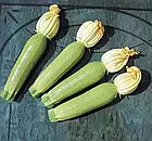 Насіння кабачок Мостра F1 (Clause, Франція, 5 шт.), фото 5