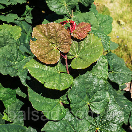 Церцис канадський Літл Вуді / h 40-50 / Cercis Little Woody, фото 3