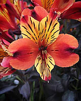 Альстромерія '"Tesronto".
Alstroemeria indian summer "'Tesronto".