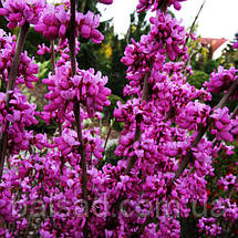 Церцис китайський Евондейл / С7,5 / h 80-100 / Cercis Avondale, фото 6