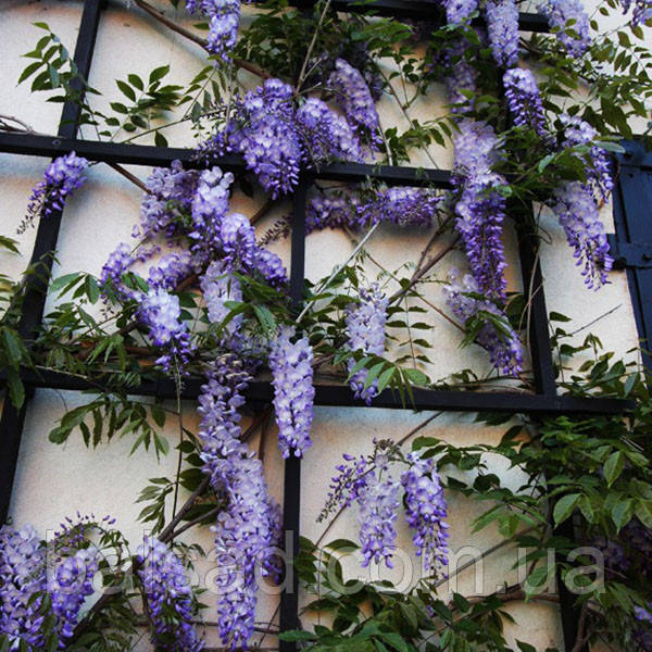 Гліцинія китайська Проліфік / С10 / h 160-180 / Wisteria Prolific