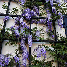 Гліцинія китайська Проліфік / С10 / h 160-180 / Wisteria Prolific