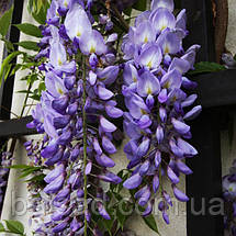 Гліцинія китайська Проліфік / С10 / h 160-180 / Wisteria Prolific, фото 4