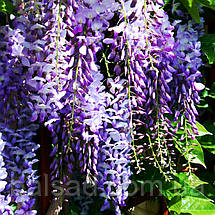 Гліцинія китайська Проліфік / С10 / h 160-180 / Wisteria Prolific, фото 5