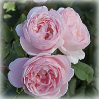 Роза флорибунда Виши (Vichy)