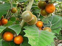 Наранхилья семена 5 шт - луло - наранхила - Solanum quitoense