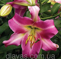 Лилия OT-гибрид Пурпл Леди (Purple Lady ) Огромные цветы