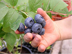 Лохина високоросла Чандлер, 4л контейнер-пакет, 3річка. Vaccinium corymbosum Chandler