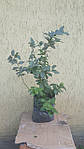 Лохина високоросла Чандлер, 4л контейнер-пакет, 3річка. Vaccinium corymbosum Chandler, фото 3