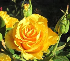 Троянда чайно-гібридна Керіо