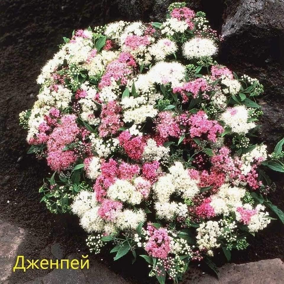 Спірея "Genpei"