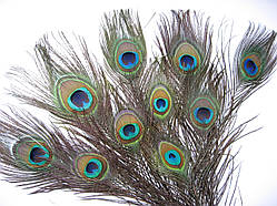 Павине пір'я, від 21 до 30 см