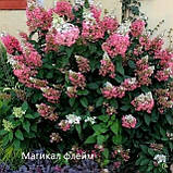 Гортензія волотиста "Magical Flame", фото 3