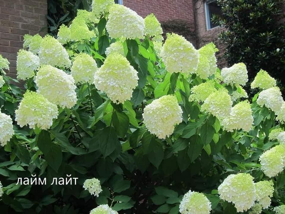Гортензія волотиста "Limelight"