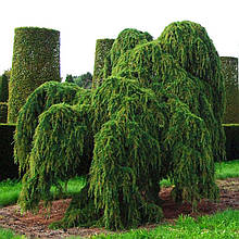 Кедр гімалайський Пендула / С5 / h 100-125 / Cedrus Pendula