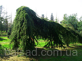 Кедр гімалайський Пендула / С5 / h 100-125 / Cedrus Pendula, фото 5