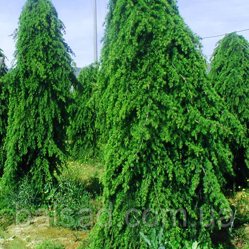 Кедр гімалайський Пендула / С5 / h 100-125 / Cedrus Pendula