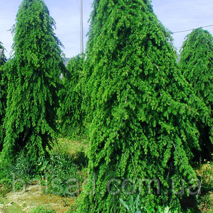 Кедр гімалайський Пендула / С5 / h 100-125 / Cedrus Pendula, фото 1
